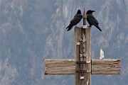 Monte Mincucco (cima 2001 m – croce 1832 m) dai Piani dell’Avaro il 16 novembre 2016 - FOTOGALLERY